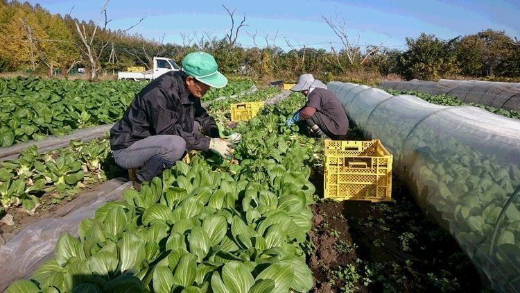 ミニチンゲン菜を収穫している有償援農ボランティアの方々